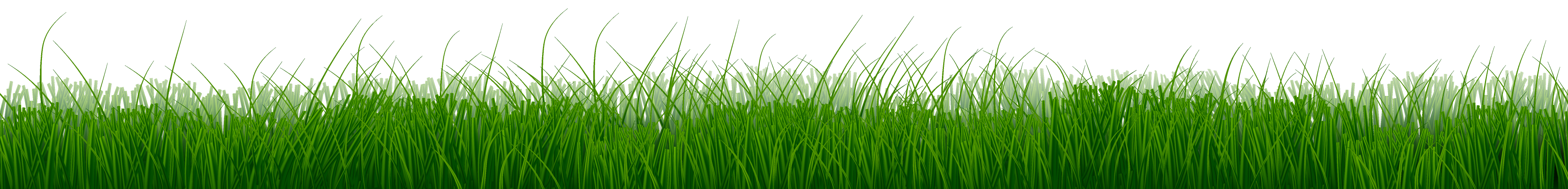 Grass